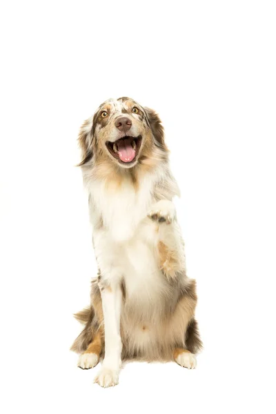 Australian Shepherd cão em fundo branco — Fotografia de Stock