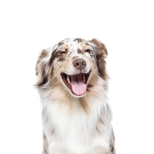 Beyaz arka planda Avustralya çoban köpeği