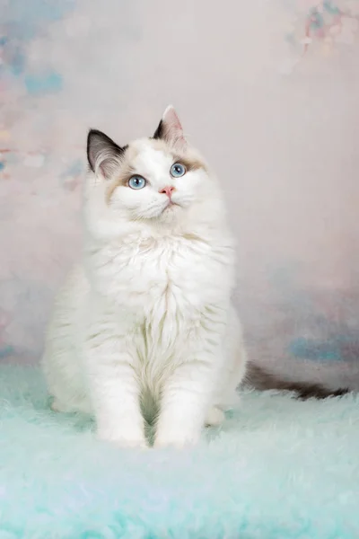 Niedliches Ragdoll-Kätzchen im blumigen Hintergrund — Stockfoto
