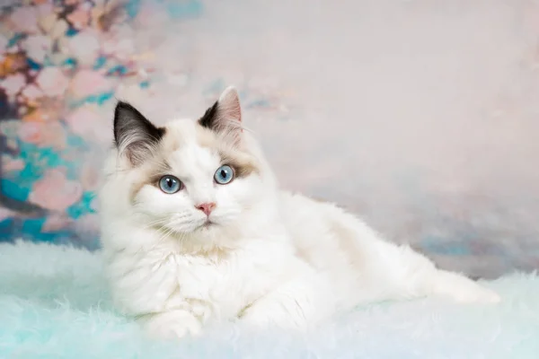 Niedliches Ragdoll-Kätzchen im blumigen Hintergrund — Stockfoto