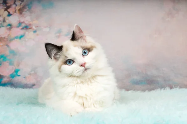 Çiçekli arka plan de şirin ragdoll kedi — Stok fotoğraf