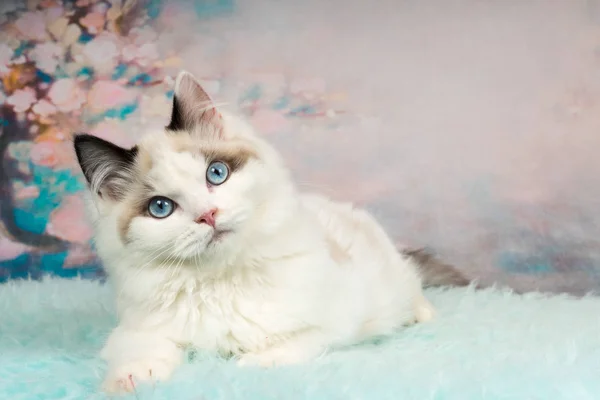 Çiçekli arka plan de şirin ragdoll kedi