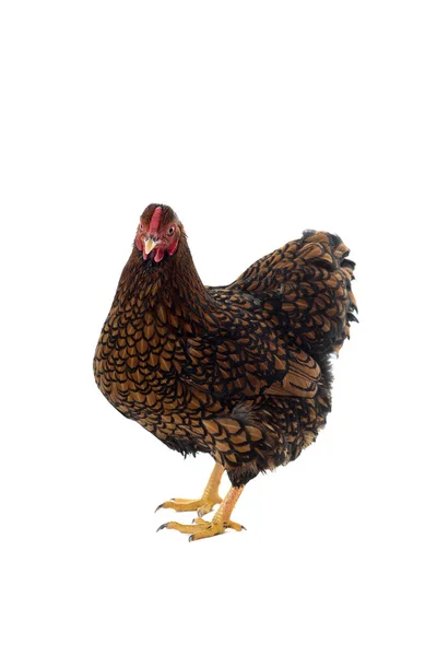 Wyandotte бантам курица золотой кружево на белом фоне — стоковое фото
