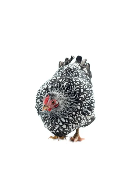 Wyandotte kogut kurczak srebrny splecione na białym tle — Zdjęcie stockowe