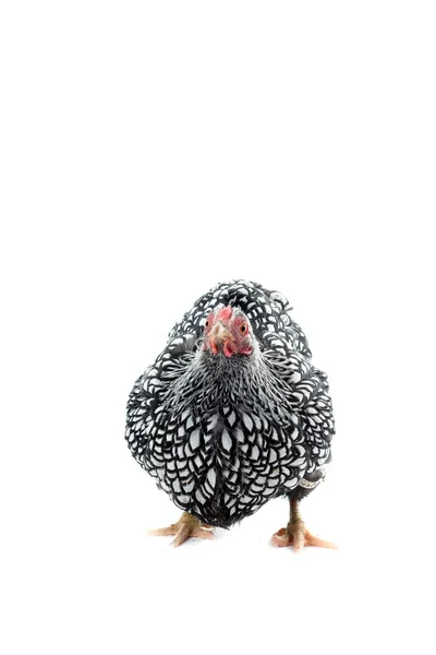 Wyandotte bantam csirke ezüst fűzős elszigetelt fehér háttér — Stock Fotó