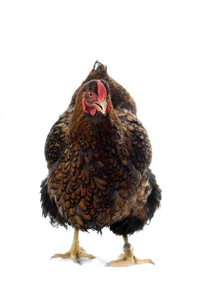 Wyandotte kurczak złoty splecione na białym tle w tle — Zdjęcie stockowe