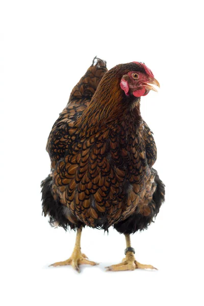 Wyandotte kurczak złoty splecione na białym tle w tle — Zdjęcie stockowe