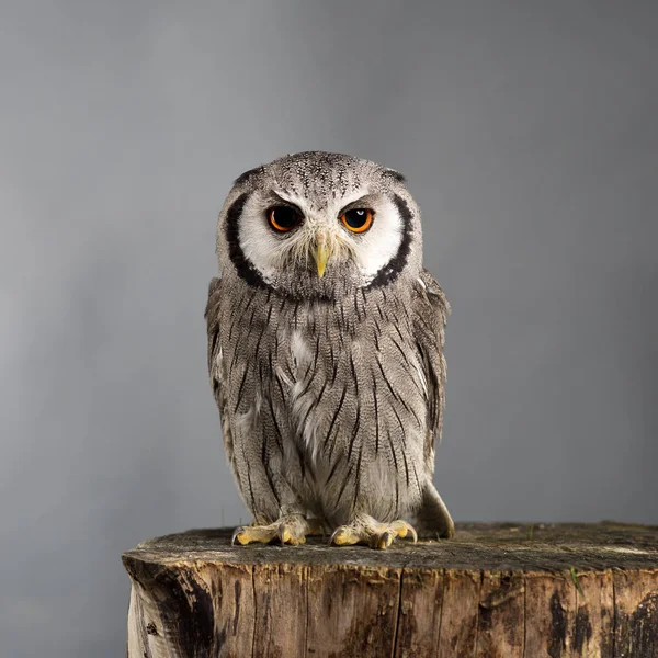 Northern white-faced owl Ptilopsis leucotis studio portrait — Stock Photo, Image