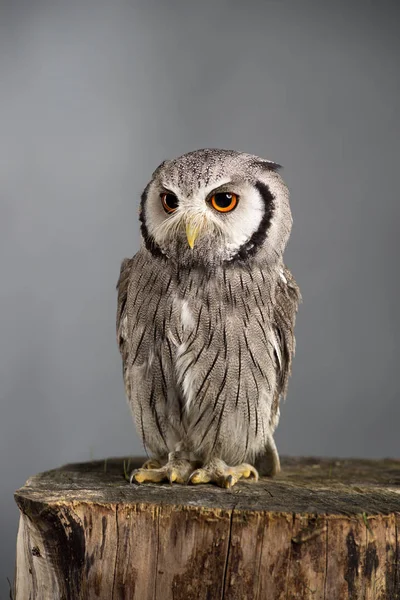 Kuzey başlıklı baykuş Ptilopsis leucotis stüdyo portre