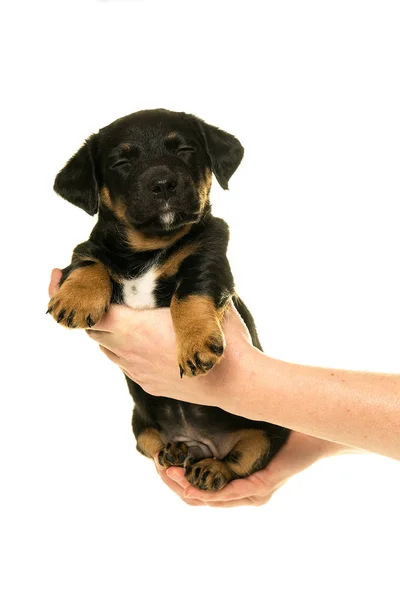 Cachorro Jack Russel sostenido en manos aisladas en blanco — Foto de Stock