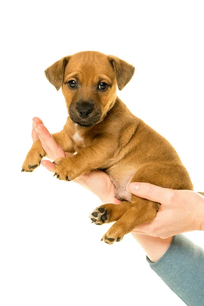 Cachorro Jack Russel sostenido en manos aisladas en blanco — Foto de Stock