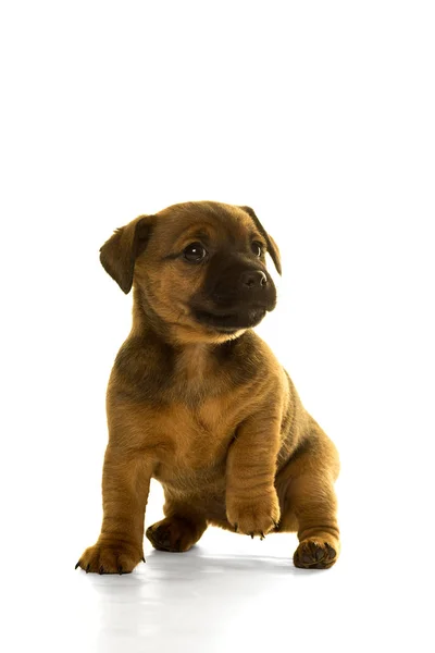 Jack Russel pup geïsoleerd in wit — Stockfoto