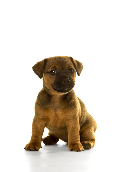 Jack Russel pup geïsoleerd in wit — Stockfoto