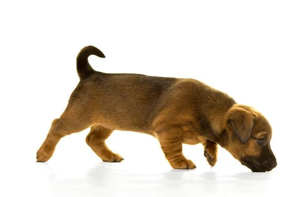 Jack Russel puppy isolated in white — Stock Photo, Image