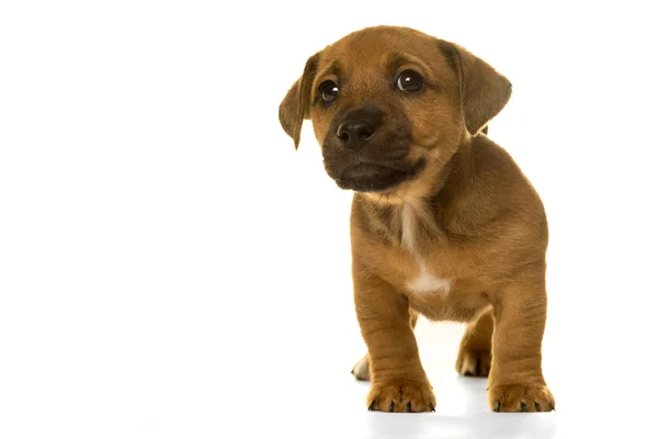 Brown, cachorro Jack Russel bronzeado isolado em branco — Fotografia de Stock