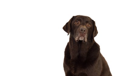 Beyaz izole çikolata kahverengi labrador