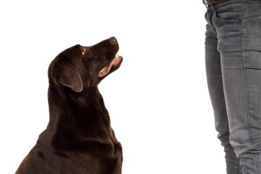 Beyaz izole çikolata kahverengi labrador