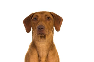 Rodezya Ridgeback beyaz arka planda izole portre