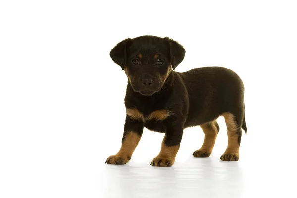 Negro y moreno Jack Russel cachorro aislado en blanco — Foto de Stock