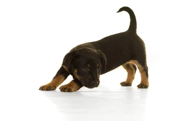 Negro y moreno Jack Russel cachorro aislado en blanco — Foto de Stock