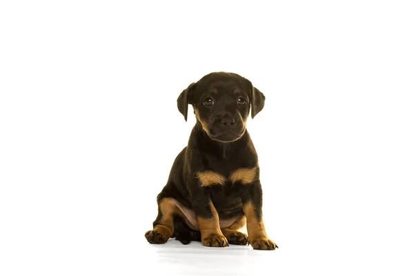 Jack Russel puppy isolated in white — Stock Photo, Image