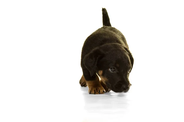 Jack Russel puppy  isolated in white background — Stock Photo, Image