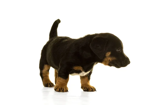 Jack Russel pup geïsoleerd op witte achtergrond — Stockfoto