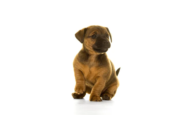 Jack Russel pup geïsoleerd op witte achtergrond — Stockfoto