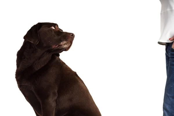 Labrador marrom de chocolate isolado em branco — Fotografia de Stock