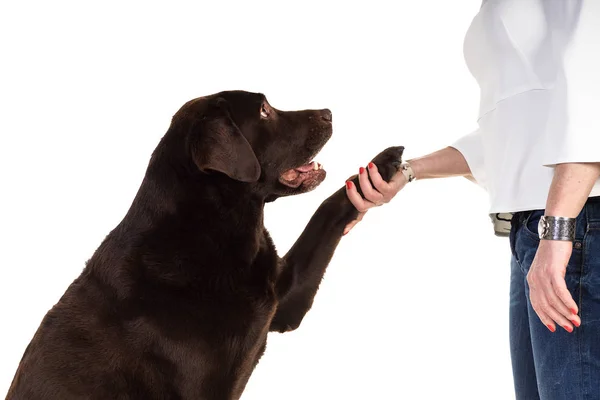 Labrador marrom de chocolate isolado em branco — Fotografia de Stock