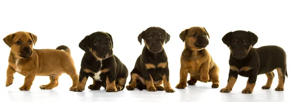 Camada de cinco cachorros Jack Russel aislados en blanco —  Fotos de Stock