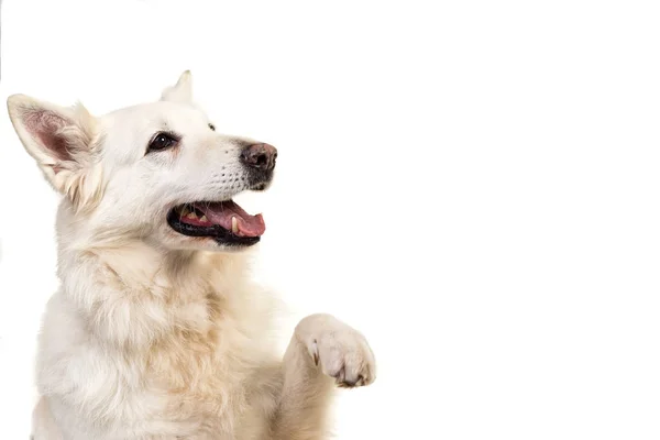 Retrato de perro pastor suizo blanco aislado sobre fondo blanco g —  Fotos de Stock