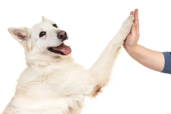 Beyaz arka plan givi beyaz swiss çoban köpeği portre izole