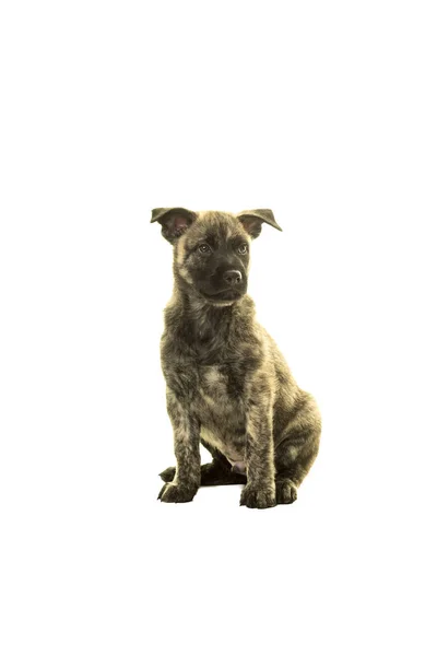 Милый голландский щенок-пастух, сидящий лицом к камере — стоковое фото
