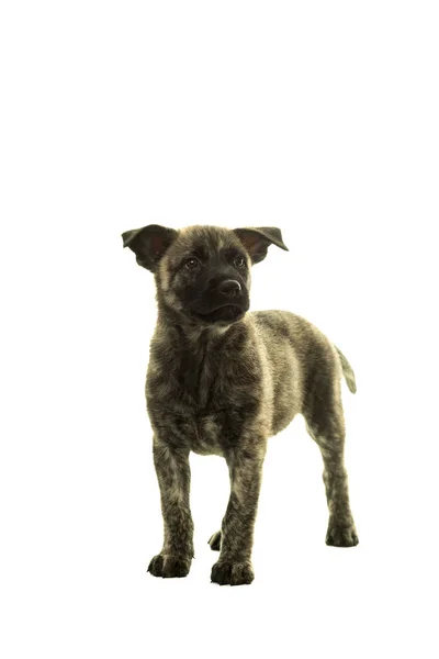 Cute Dutch wire-haired shepherd puppy standing facing camera iso — Stock Photo, Image