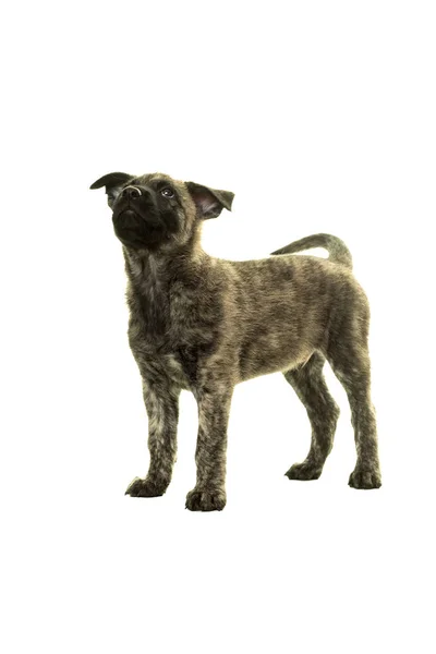 Carino olandese filo dai capelli pastore cucciolo in piedi di fronte fotocamera iso — Foto Stock