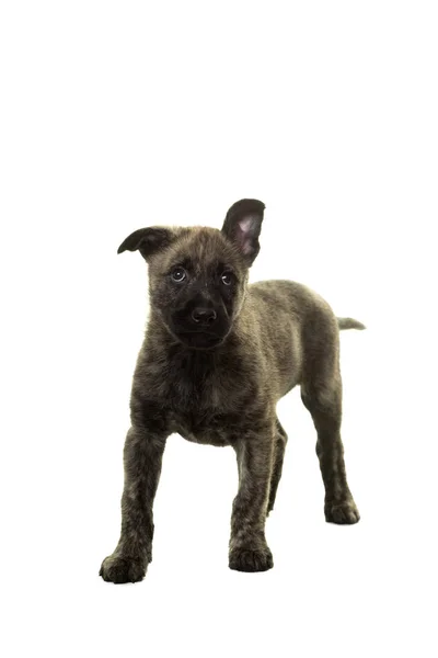 Cute Dutch wire-haired shepherd puppy standing facing camera iso — Stock Photo, Image