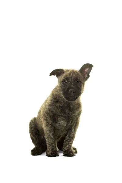 Carino olandese filo dai capelli pastore cucciolo seduto di fronte fotocamera isol — Foto Stock