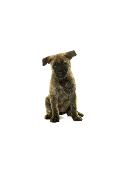 Cute Dutch wire-haired shepherd puppy sitting facing camera isol — Stock Photo, Image