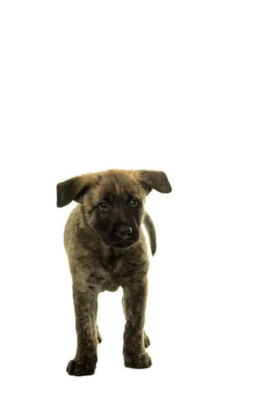 Lindo holandés de pelo alambre pastor cachorro de pie frente a la cámara iso — Foto de Stock
