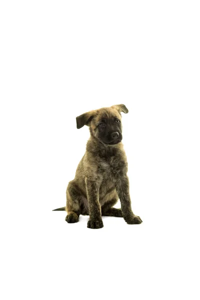 Cute Dutch wire-haired shepherd puppy sitting facing camera isol — Stock Photo, Image