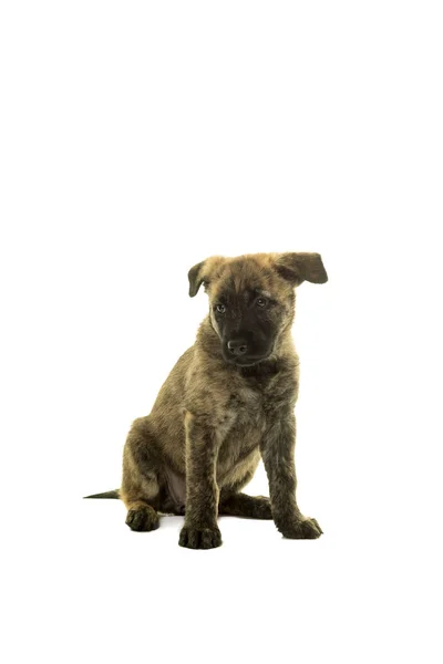 Lindo holandés de pelo alambre pastor cachorro sentado frente a la cámara isol — Foto de Stock