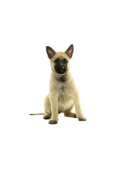 Cute blonde Dutch wire-haired shepherd puppy sitting facing came — Stock Photo, Image