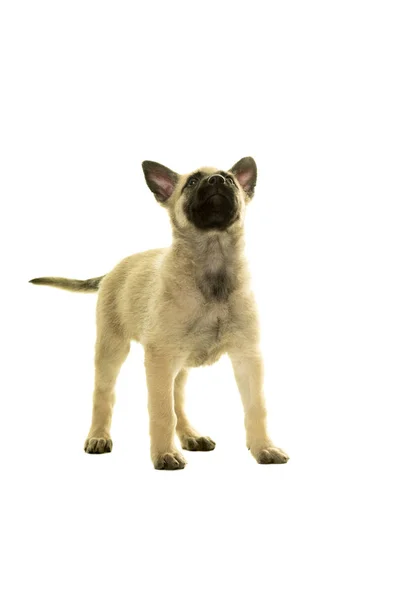 Bonito loira holandesa de pêlo fio pastor filhote de cachorro de pé enfrentando cam — Fotografia de Stock