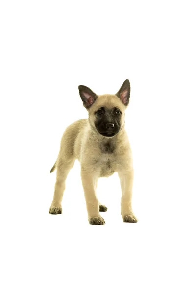 Carino bionda olandese filo dai capelli pastore cucciolo in piedi di fronte cam — Foto Stock