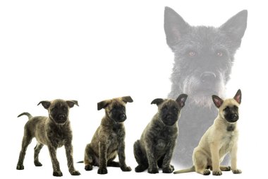 Çöp-in dört Hollandalı wirehaired çoban beyaz izole köpek