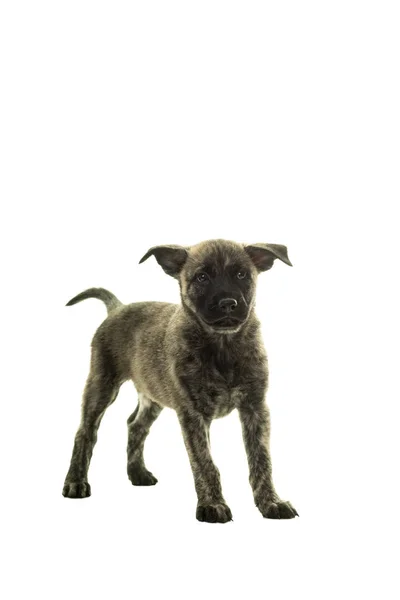 Dutch wirehaired shepherd puppy facing camera isolated in white — Stock Photo, Image