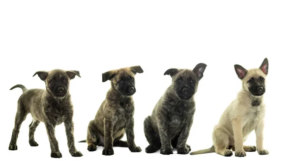 Ninhada de quatro cães pastores holandeses com fios isolados em branco — Fotografia de Stock