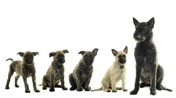 Pups van vier Nederlandse ruwharige Herder Honden geïsoleerd in wit — Stockfoto