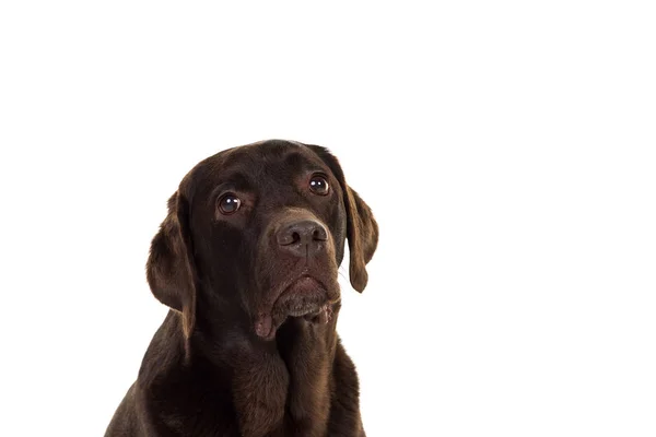 Choklad brun kvinnliga labrador isolerade i vitt — Stockfoto